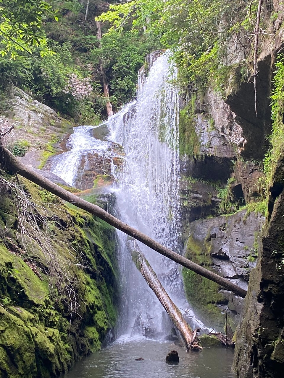 Laurel Fork Falls cascading between moss-covered rock walls and trees