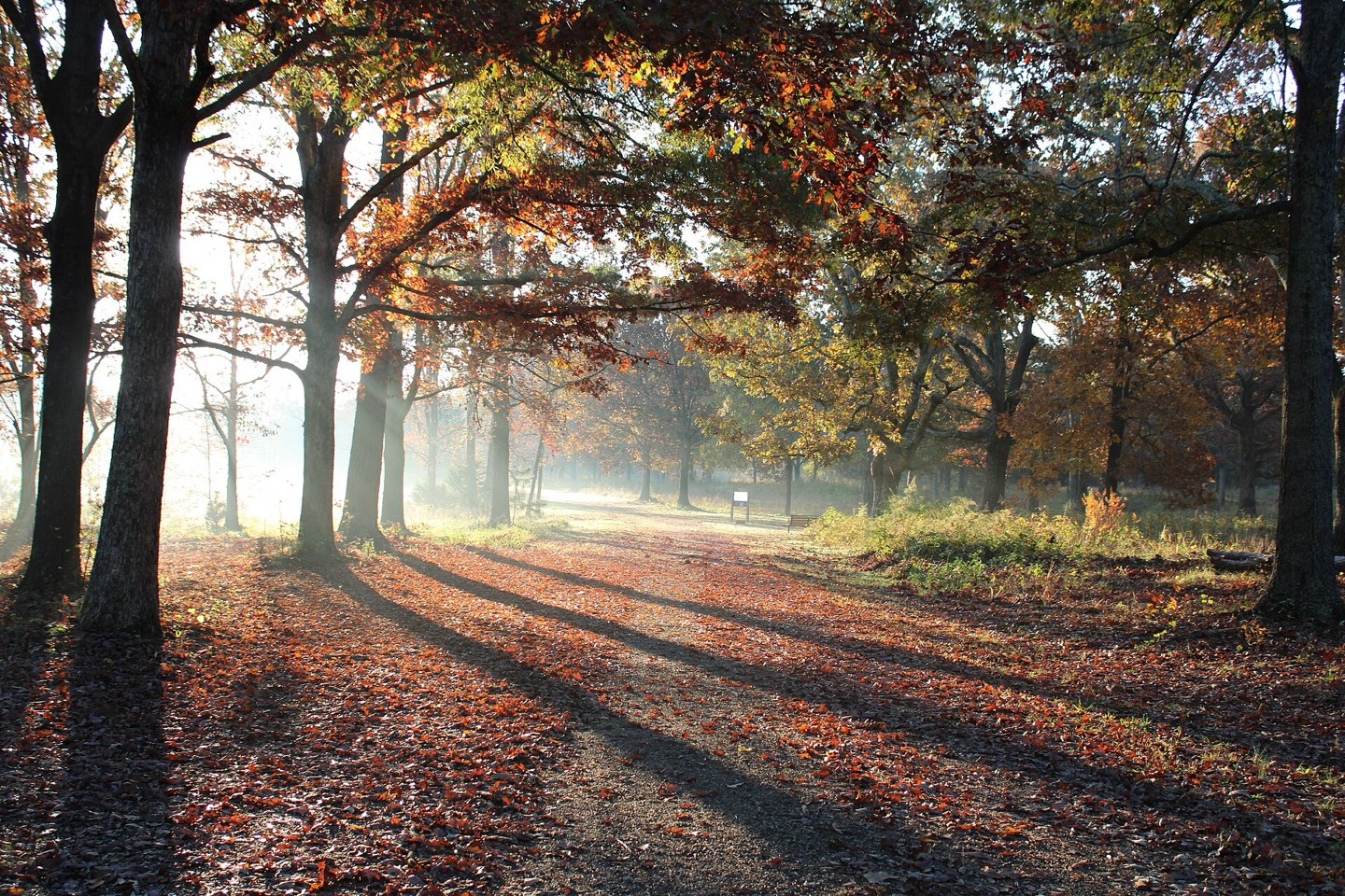 Autumn sunrise through the trees along Green River Road at Cowpens National Battlefield